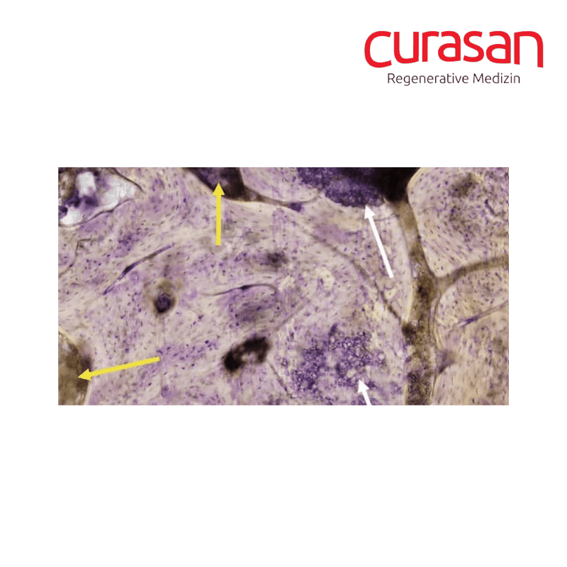 Curasan Cerasorb Foam Cerasorb Foam